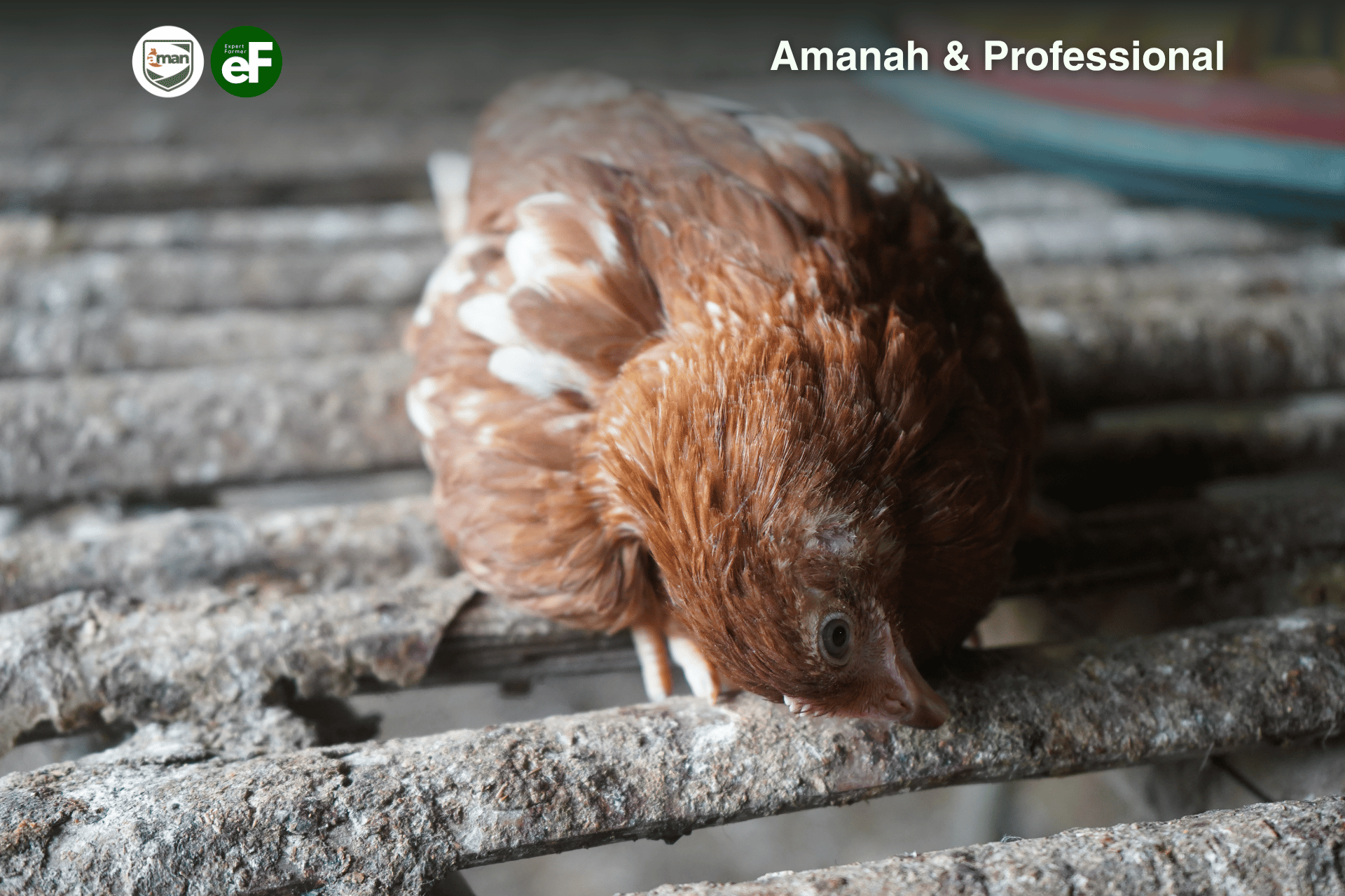 Bahaya Wabah Menyebar Jika Bangkai Ayam Tidak Diamankan