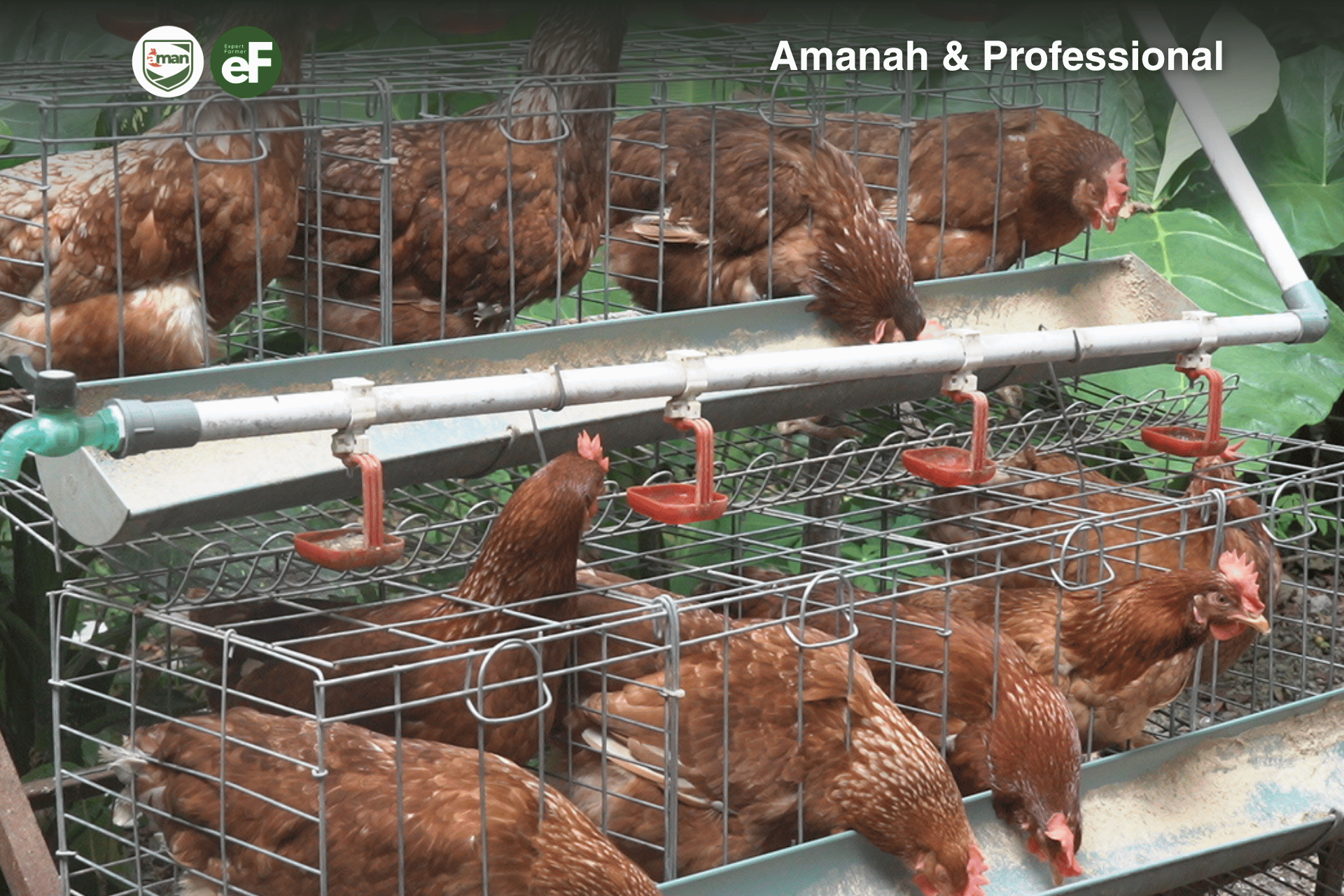 Ternak Skala Rumahan Dengan 8 Ekor Ayam Pullet