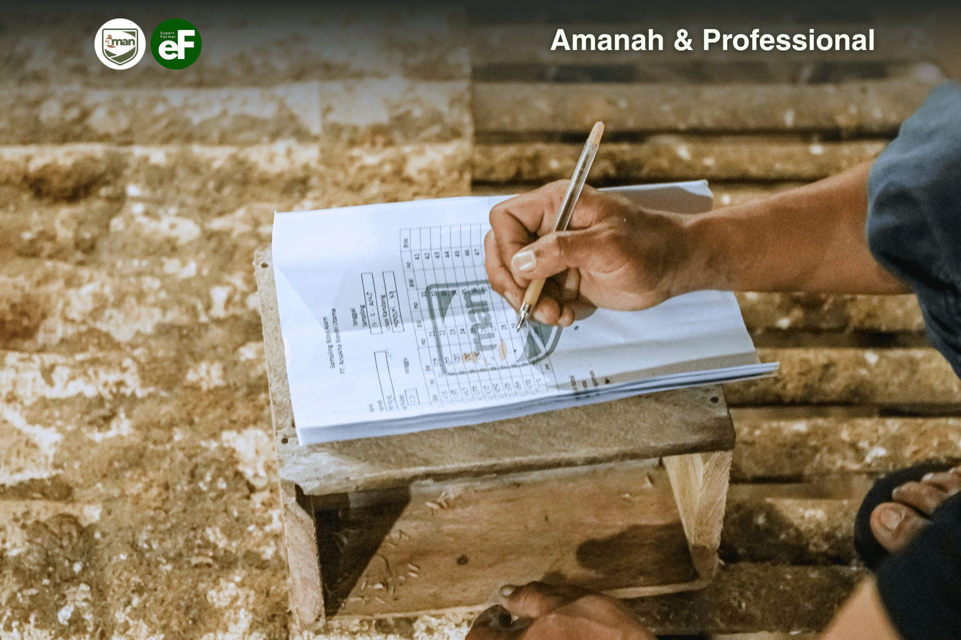 Manfaat Mencatat Kondisi Ayam Layer Di Peternakan