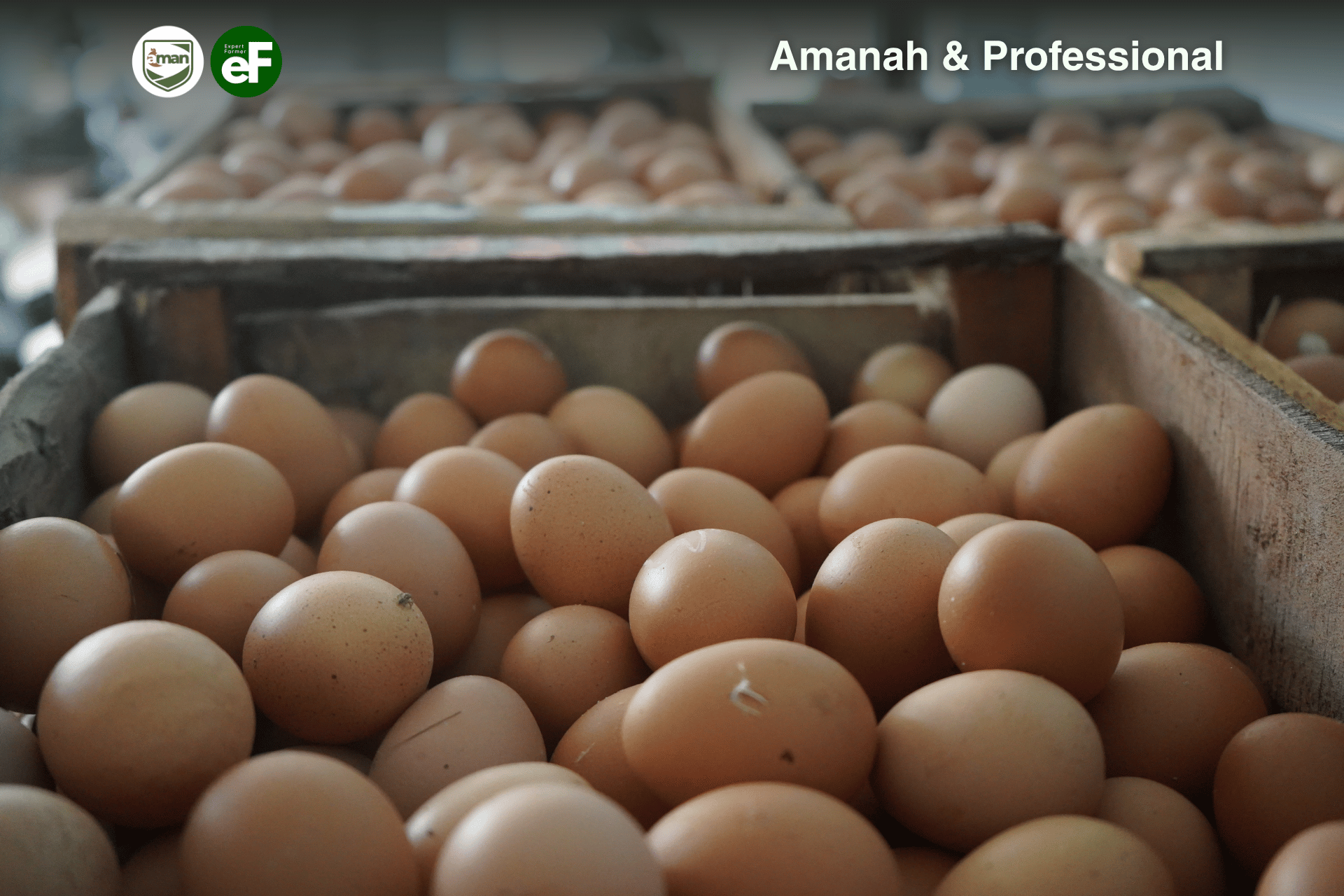 Bagaimana Cara Menjaga Produksi Telur Ayam Petelurmu