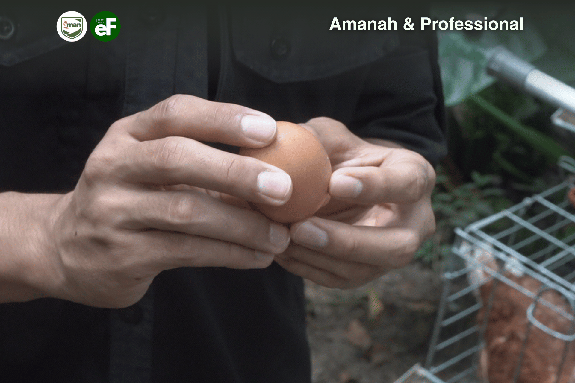 Manfaat Konsumsi Telur Omega Bagi Kesehatan