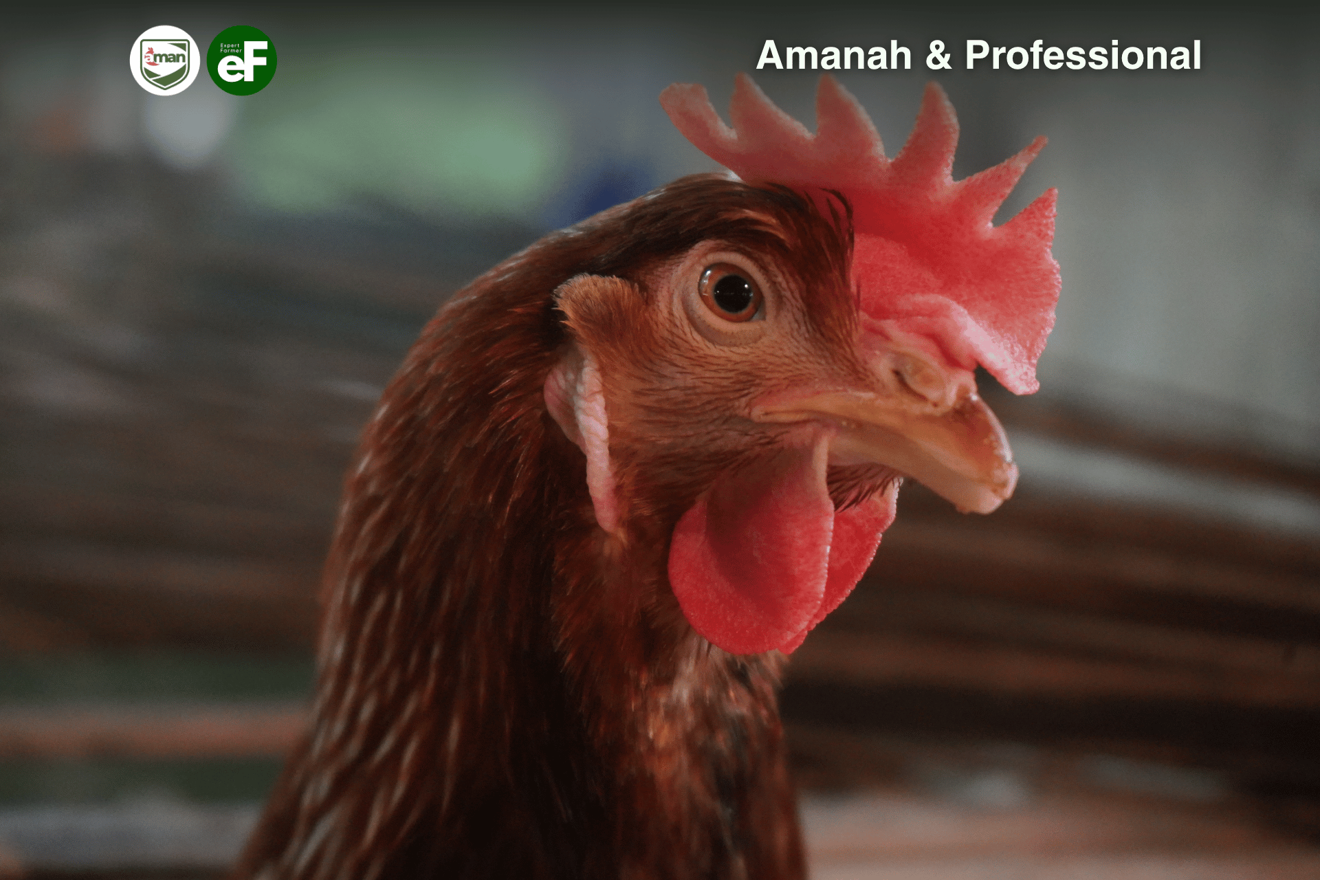 Apakah Telur Omega Berasal Dari Ayam Jenis Tertentu