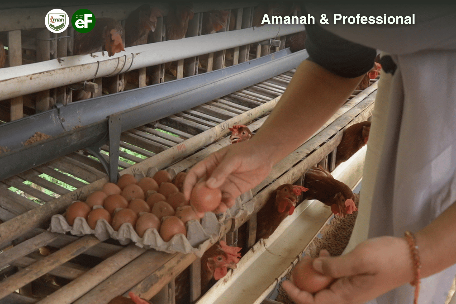 Beternak Pullet dari PT. Aman Untuk Hasil yang Maksimal