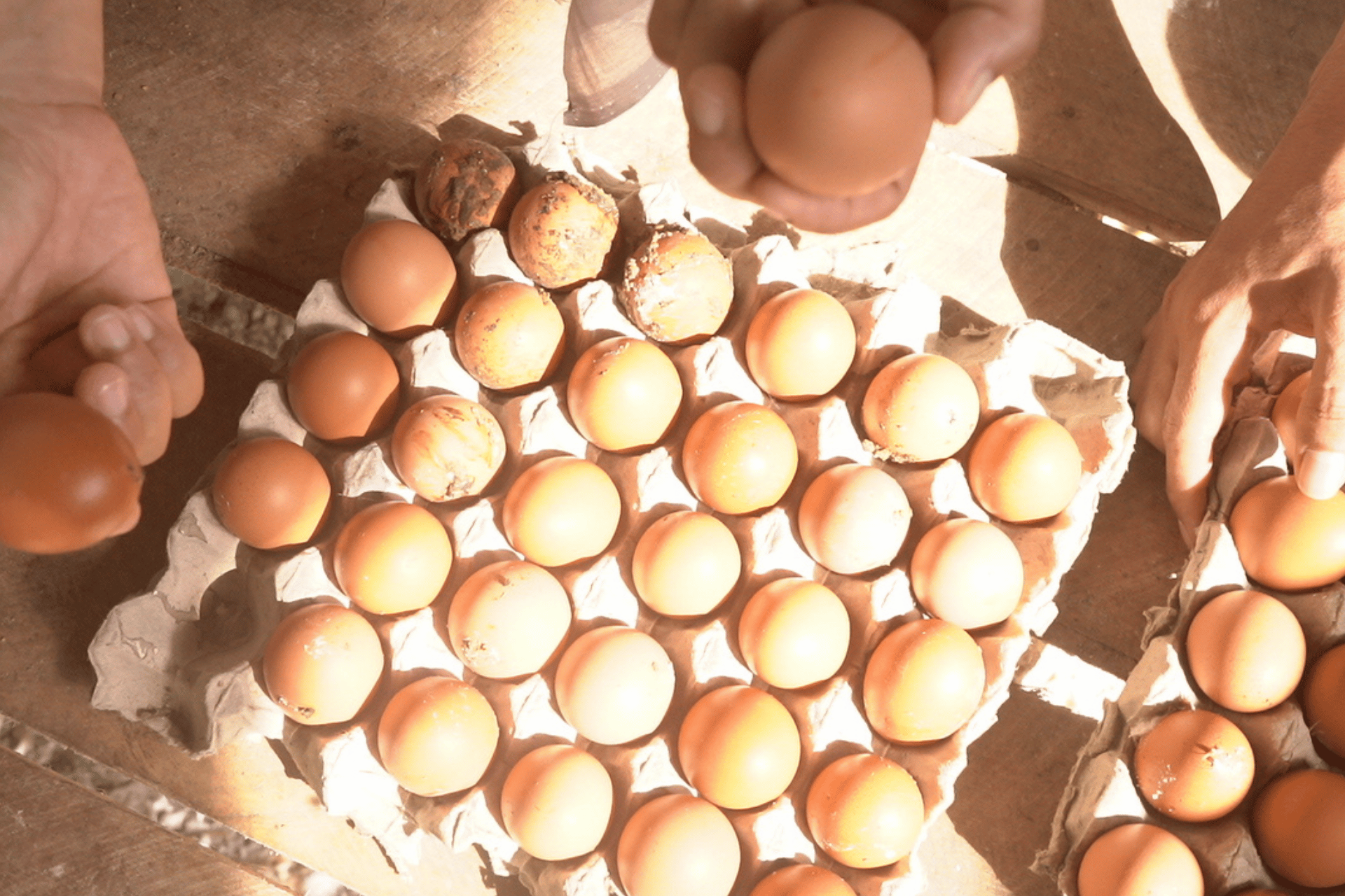 Apakah Telur Ayam yang Kecil itu Aman Untuk Dikonsumsi