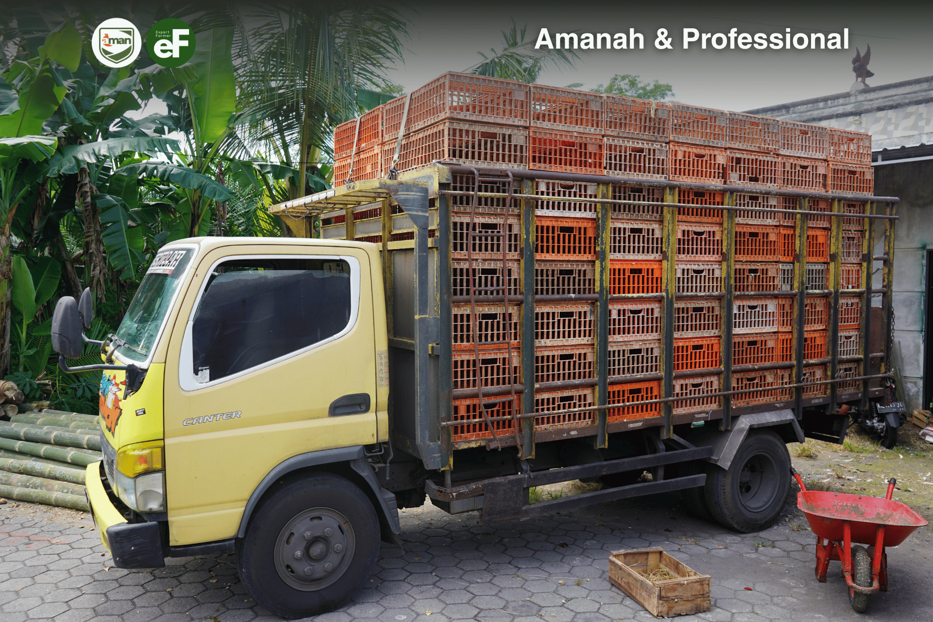 Pentingnya Memperhatikan Transportasi saat Memindahkan Ayam