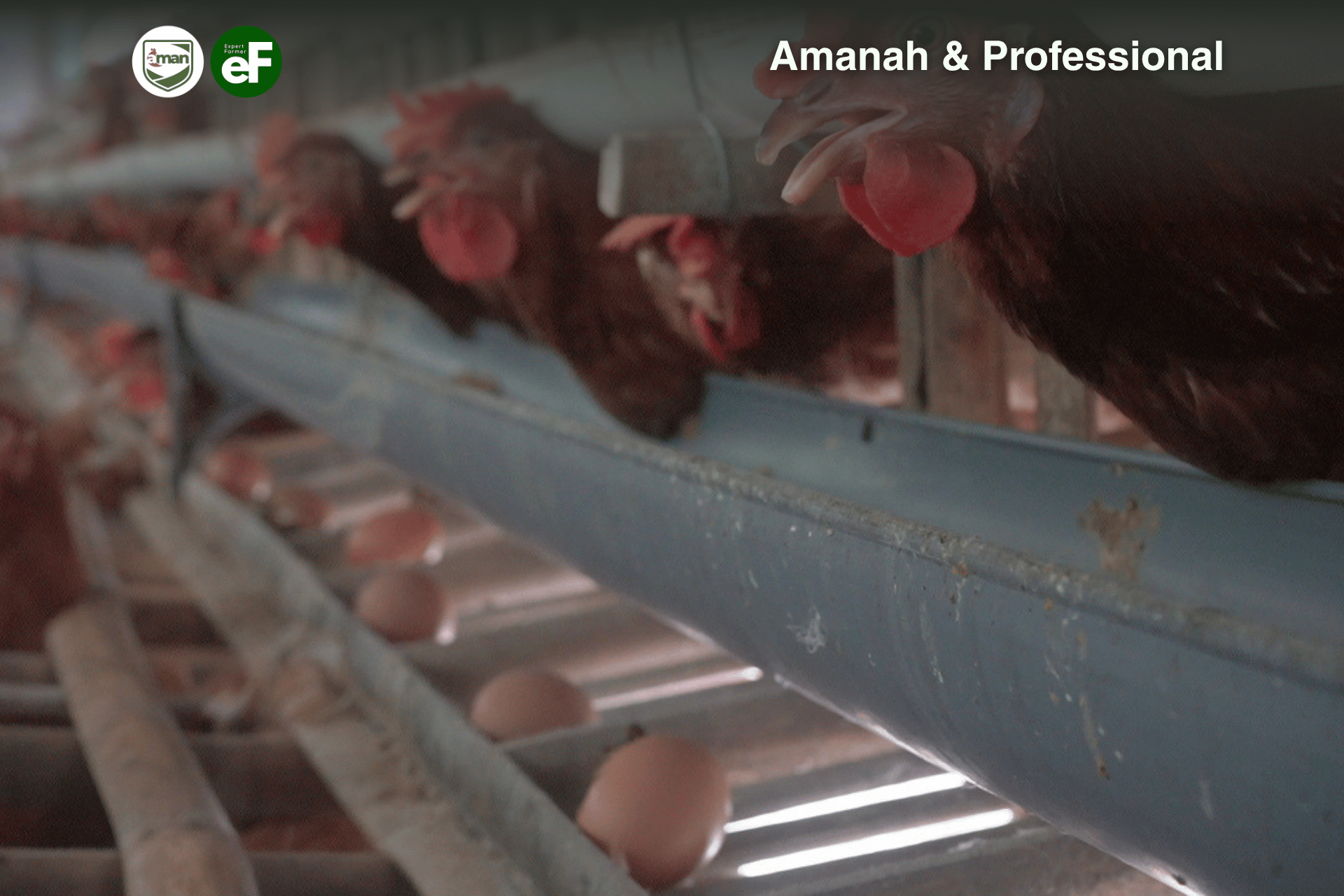 Berapa Persentase Produktivitas Telur Ayam Yang Normal