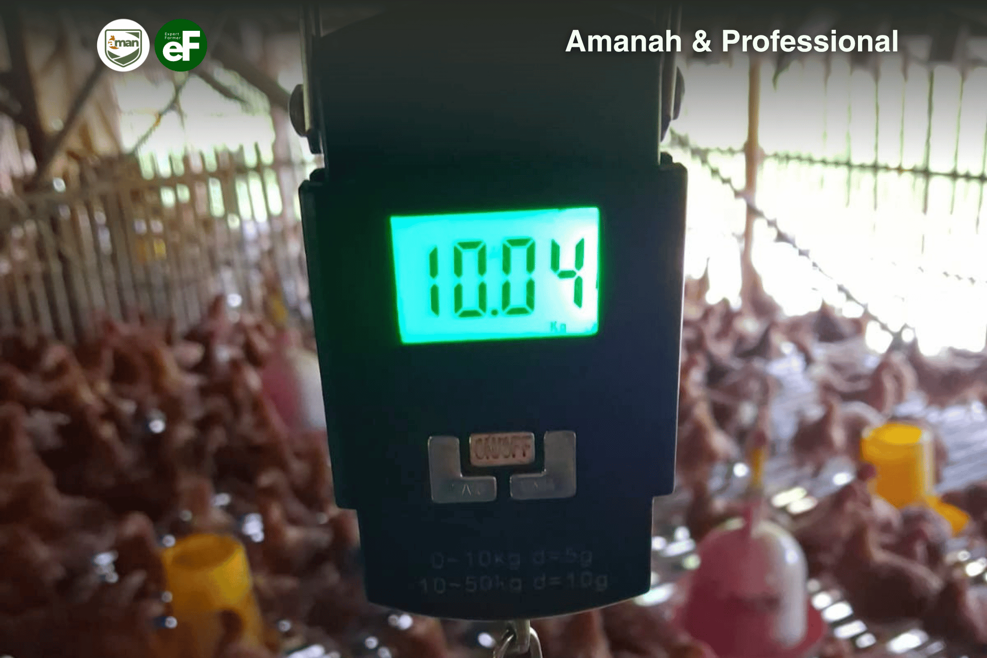 Seberapa Penting Mengambil Data Untuk Ayam Petelur