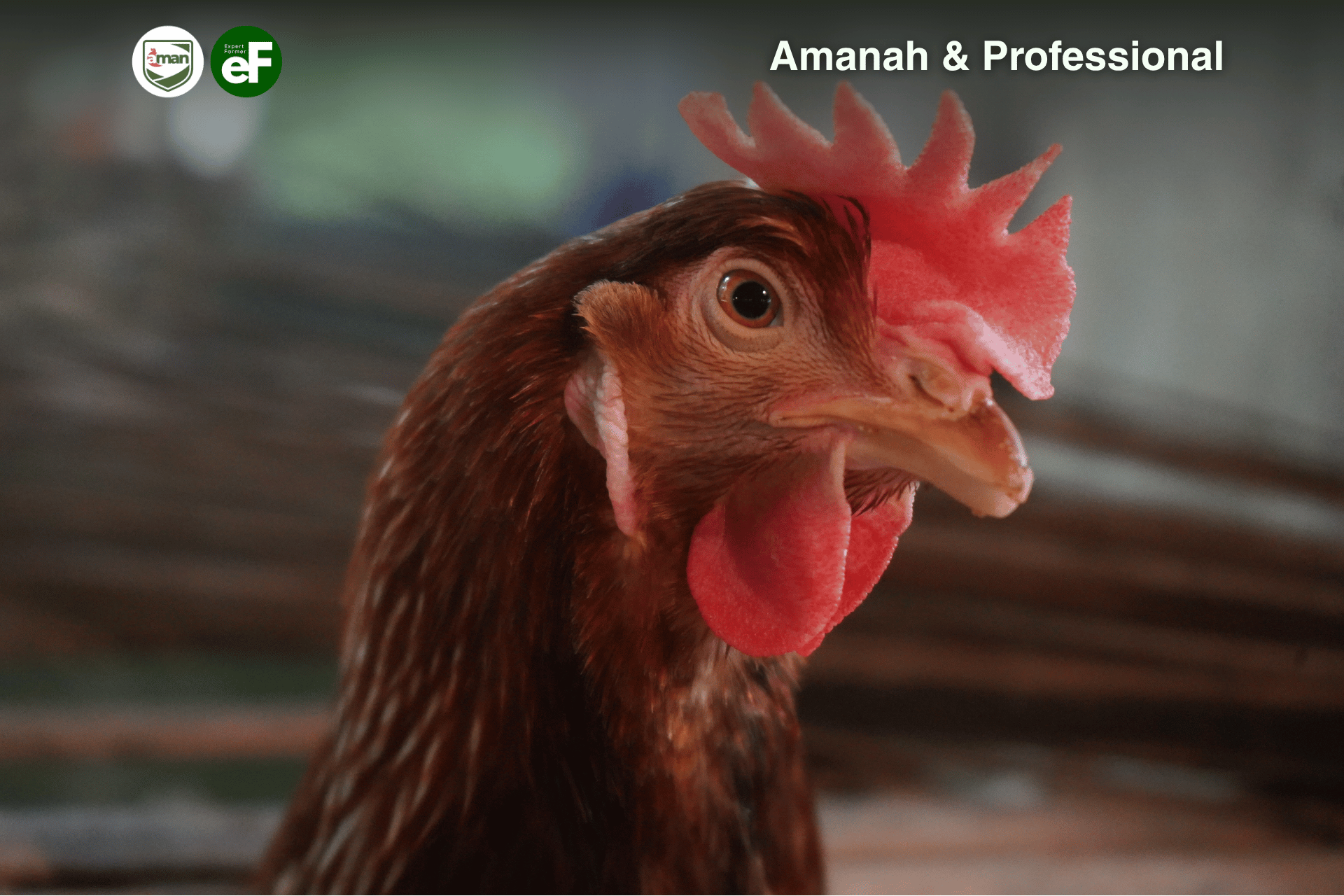 Pentingnya Potong Paruh Pada Ayam Petelur