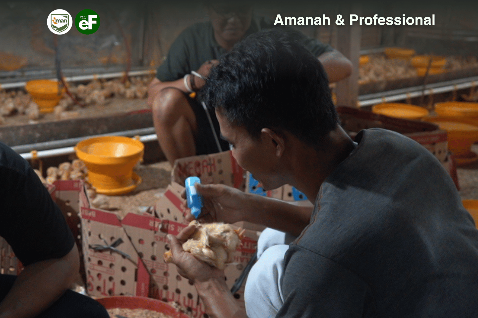 Perbedaan Vaksin ND IB dan ND AI untuk Ayam Petelur