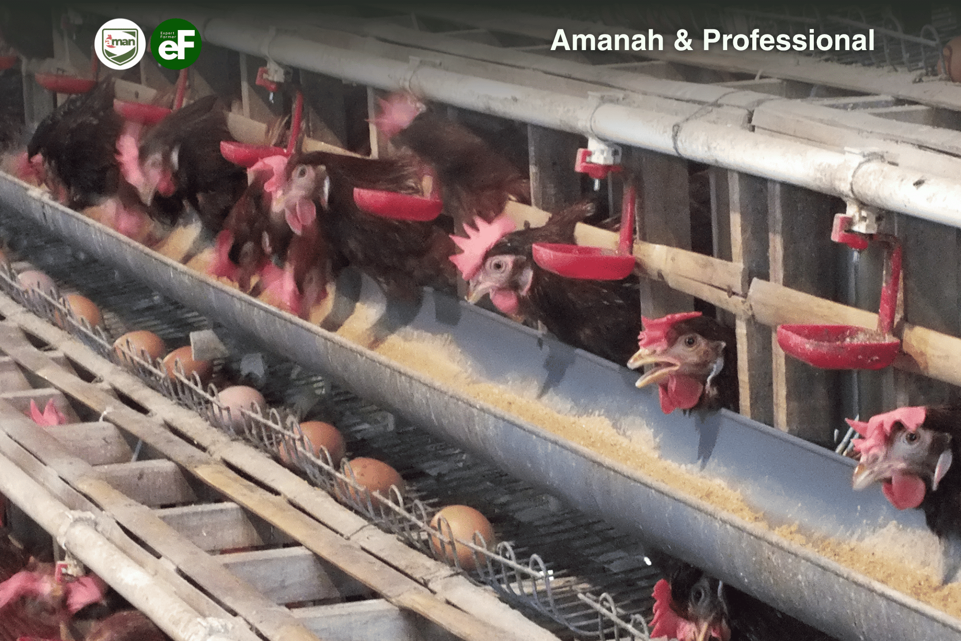 Cara Menjaga Produksi Telur Ayam untuk Peternak Rumahan