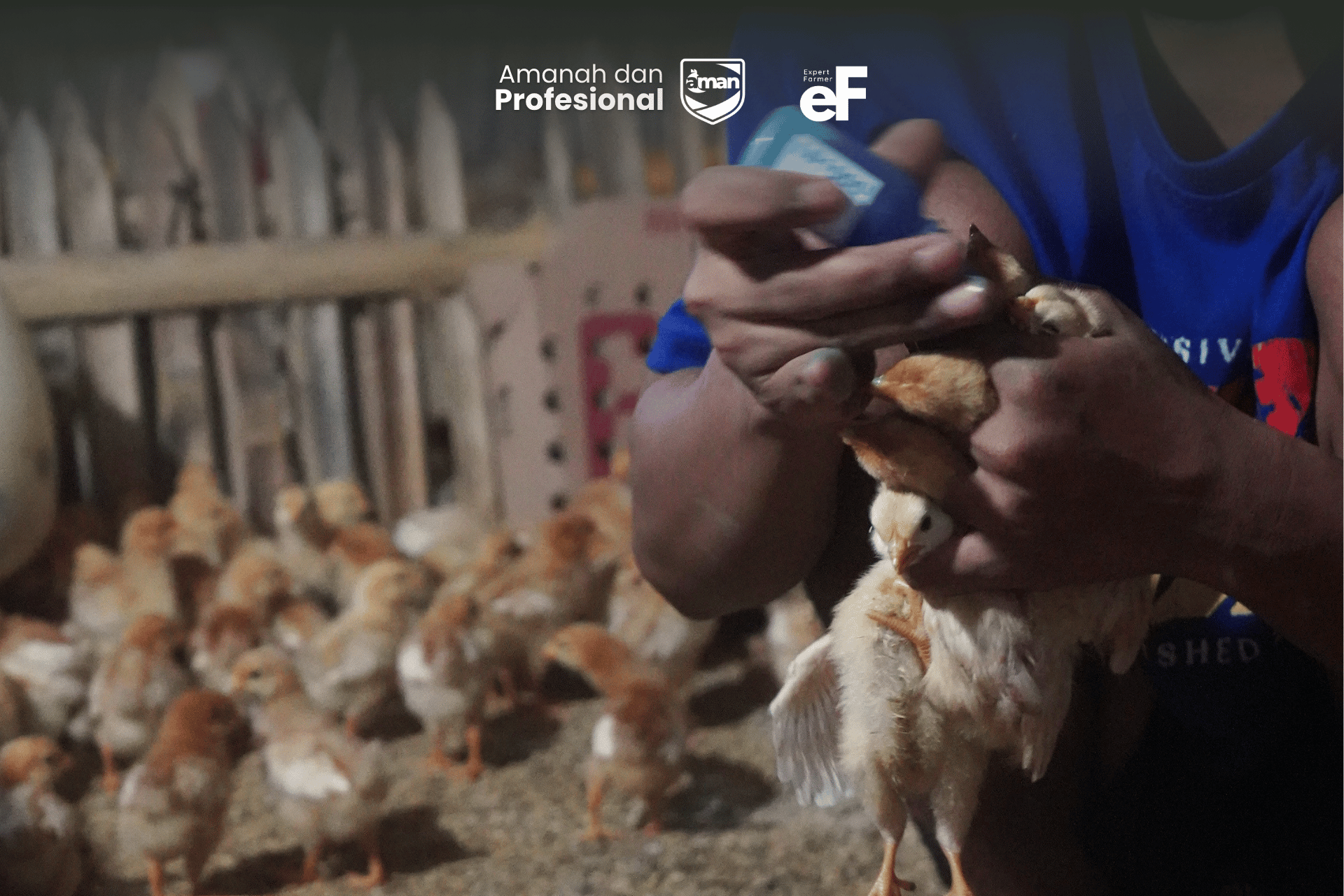 Vaksinasi yang Diperlukan Pada Setiap Fase Ayam
