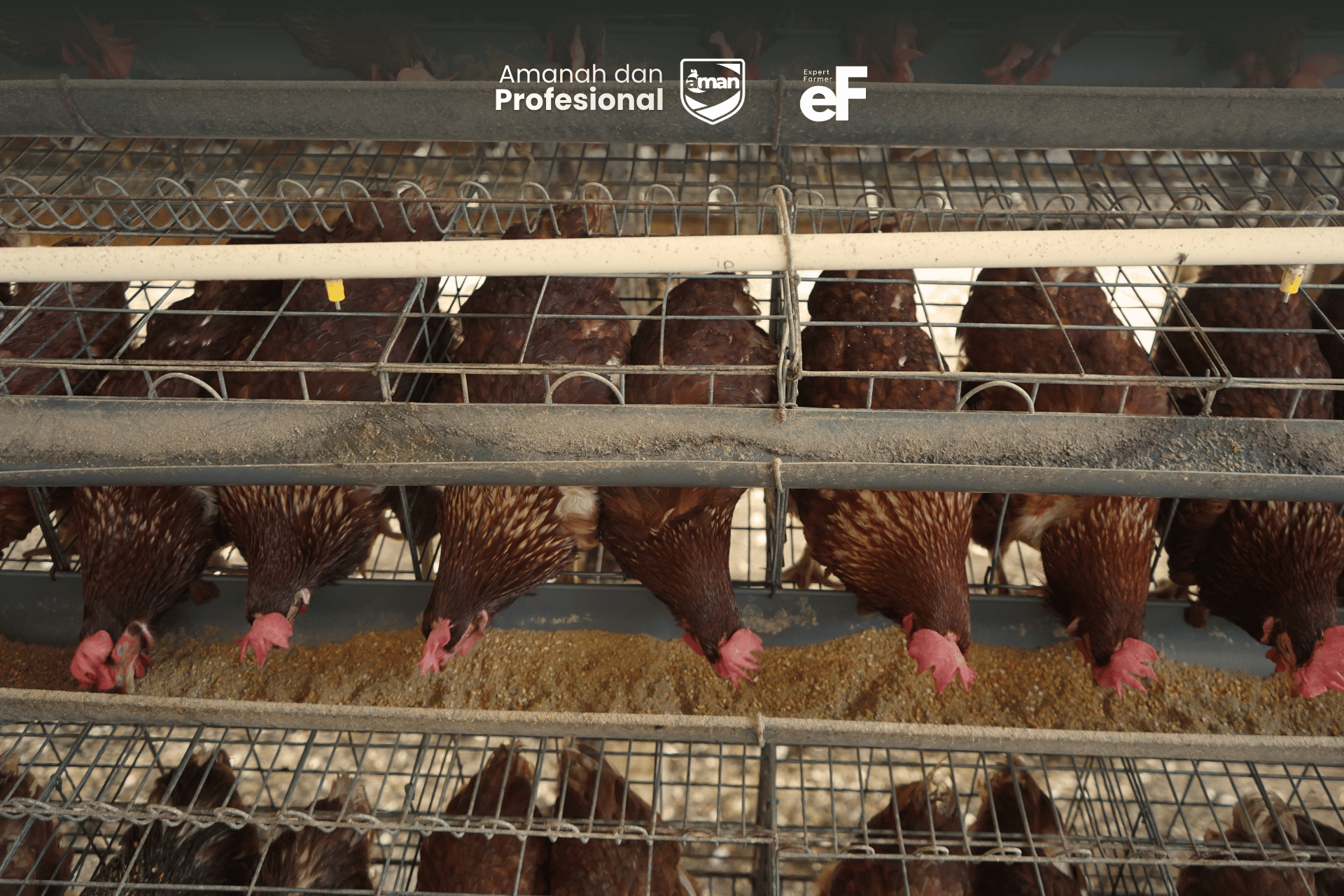 Usia Produktivitas Telur Prima Untuk Ayam Layer