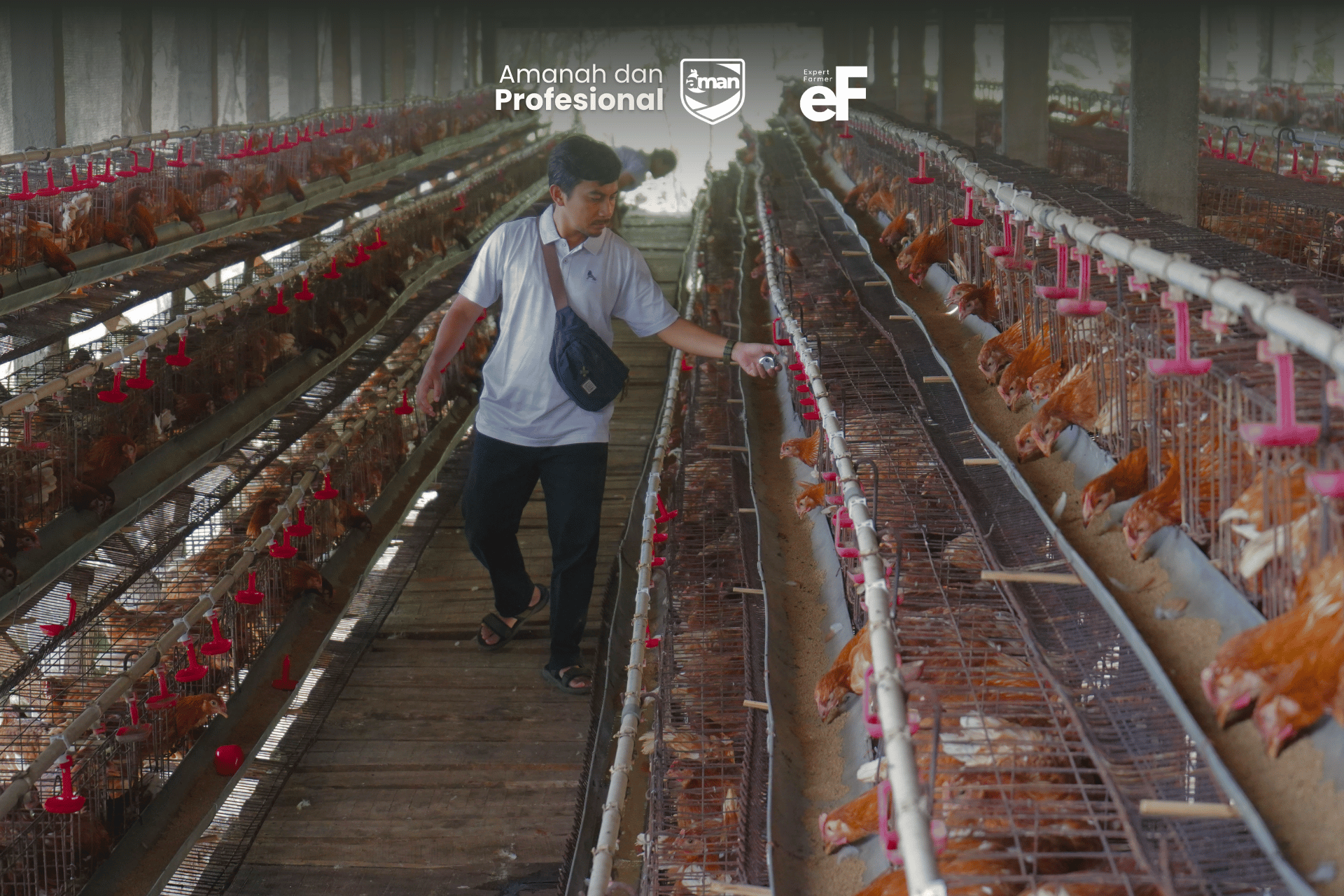 Vaksinasi Tidak Berhenti Saat Pullet Sampai Kandang Anda