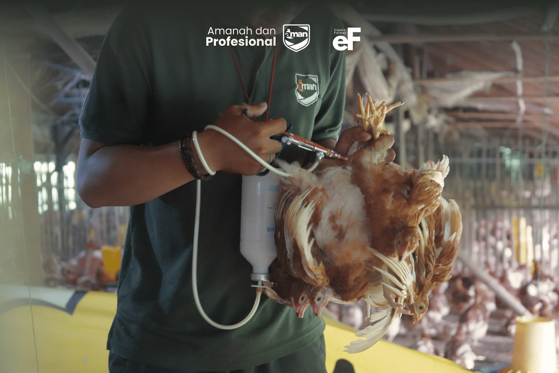 Mitos dan Fakta Vaksinasi Ayam Petelur Part 2