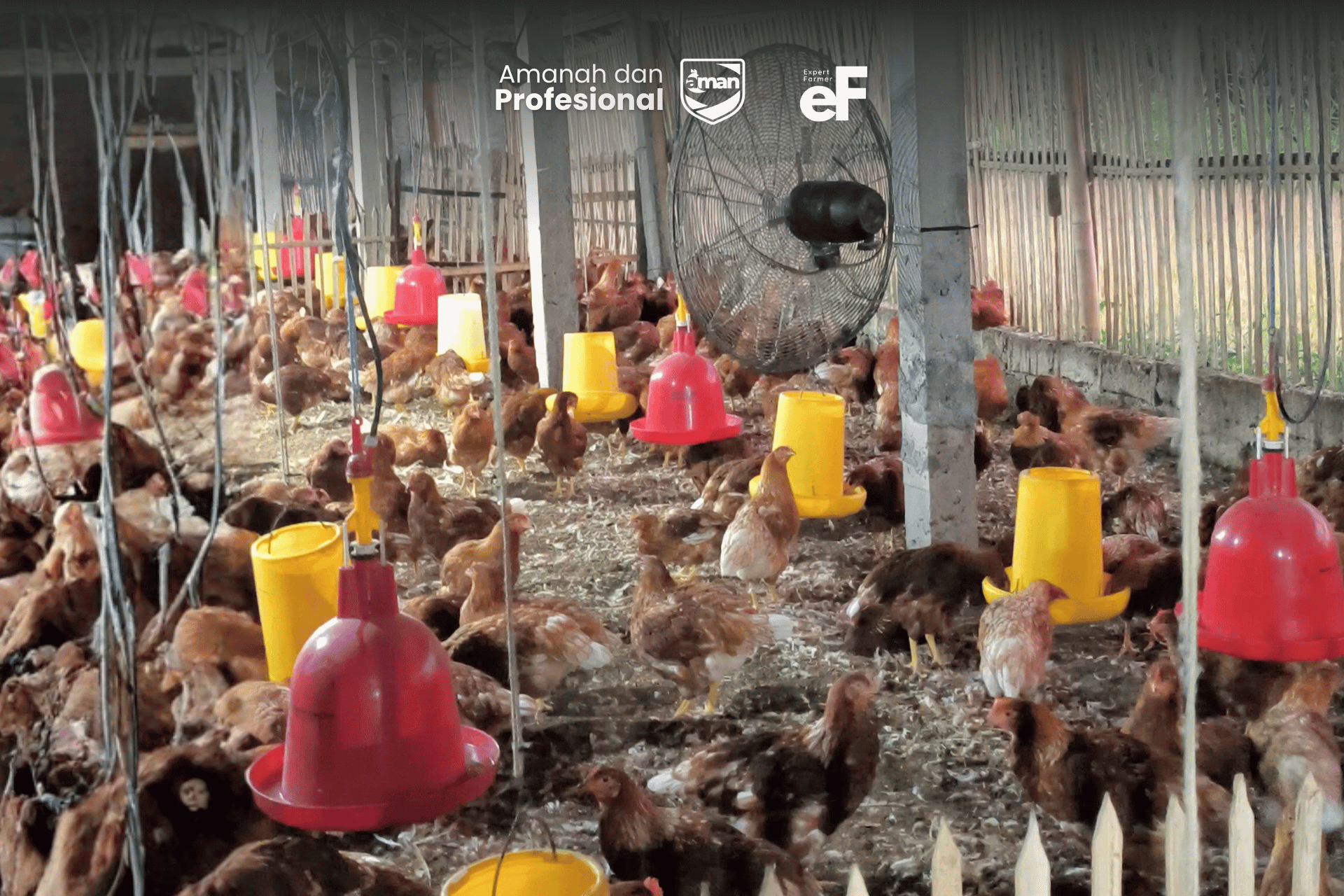 Pentingnya Kipas Angin untuk Peternakan Ayam Petelur